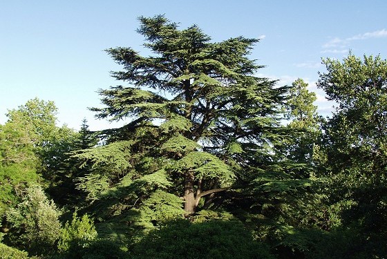 le Cèdre