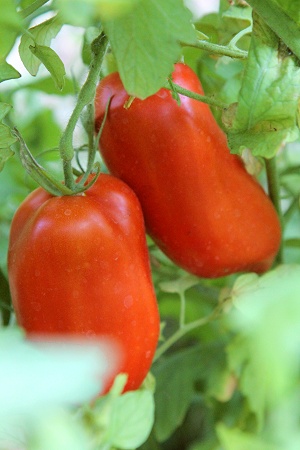 Tomaten im Gemüsegarten